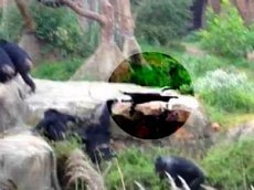 В зоопарке шимпанзе избили енота