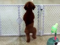 Танец пуделя набирает популярность в сети