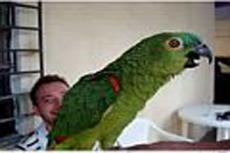 Попугай поёт арию из оперы