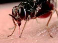 Опубликовано уникальное видео высасывания крови комаром