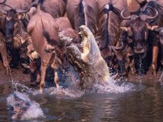 Тысячи антилоп прыгнули в кишащую крокодилами реку