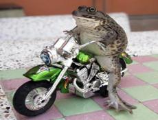 Лягушка-провидица обожает хорошие мотоциклы и медитацию