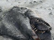 На берег Новой Зеландии выбросило неизвестное морское чудовище