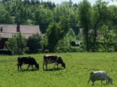 Коровы с восторгом отреагировали на кавер-версию песни Lorde