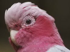 Видео со смеющимся попугаем набирает популярность в Сети