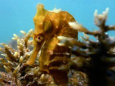 Биологи показали, как рожает самец морского конька