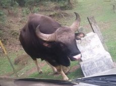 В Индии на группу туристов напал огромный бык