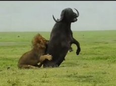 Лев помог львице одолеть буйвола
