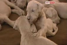 В Великобритании собака родила 15 щенков