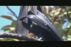 Рождение летучей мыши