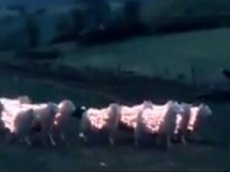 "Современное искусство": светящиеся овцы на холмах Уэльса