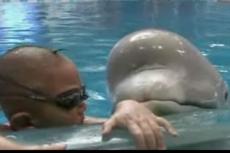 В Китае 4-летний пловец принял участие в шоу