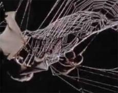 Охота паука на летучую мышь