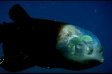 Уникальная съёмка глубоководной рыбы с прозрачной головой