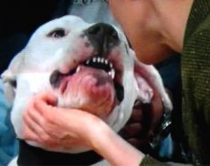 Пес откусил телеведущей часть лица в прямом эфире