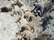 В Турции более полусотни овец бросились со скалы следом за бараном