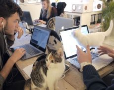 Видео из офиса "кошатников" стало хитом