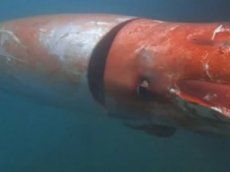 Моряки запечатлели на видео путешествие гигантского кальмара