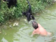 Пьяного посетителя зоопарка едва не растерзали обезьяны