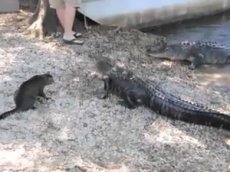Кот вышел победителем из схватки с двумя крокодилами