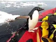 Пингвин «пришел в гости» к ученым в Антарктике