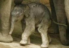В одном из зоопарков Германии родился слоненок