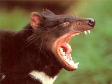 Кошмар в сиднейском зоопарке: брачные игры тасманских дьяволов