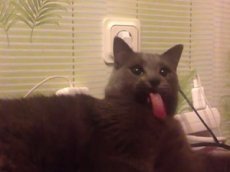 "Кошка-рулетка" стала новой героиней YouTube