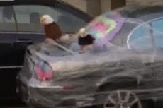 Американские шутники поиздевались над машиной Карла Роува