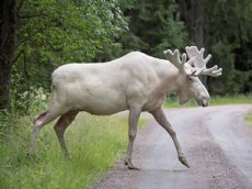 В Швеции сняли на видео редкого белого лося-мутанта