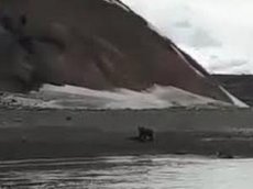 На Камчатке рыбак спасался от медведя и утонул