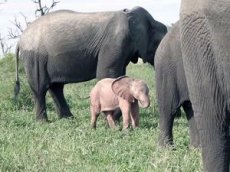 Розовый слоненок в ЮАР попал на видео