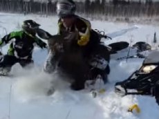 Любители снегоходов сняли на видео «родео» на лосе