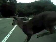 Олень сбил велосипедиста