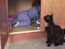 Кот запер наглого младенца в шкафу