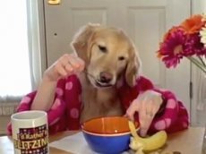 Ретривер ест… руками!