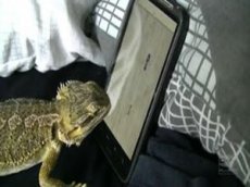 Ящерица играет на телефоне
