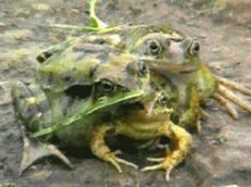 В Великобритании нашли трехголовую лягушку-мутанта