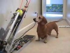 Создана универсальная игрушка для собак