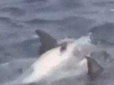 Ученые засняли, как дельфины спасали своего собрата