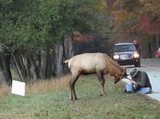 Агрессивный олень чуть не проткнул фотографа