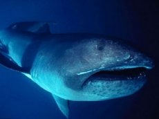 Дайвер запечатлел на видео редкую большеротую акулу