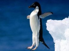 Как пингвины охотятся на медуз