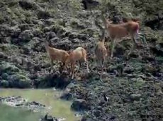 Нападение анаконды на оленя сняли на видео