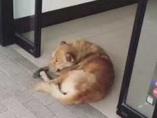 Пес, заснувший между автоматическими дверьми, насмешил пользователей Сети