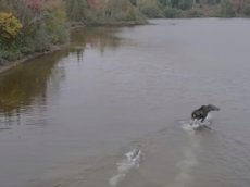 Дрон снял на видео схватку лося с волком в Канаде