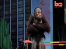 Битва приматов