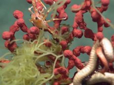 В Тихом океане найдены загадочные существа