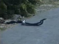 Брачные игры у змей