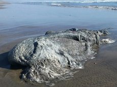 Морское чудовище выбросило на пляж в Мексике